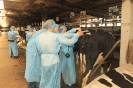 Методы оценки экстерьера молочного скота 